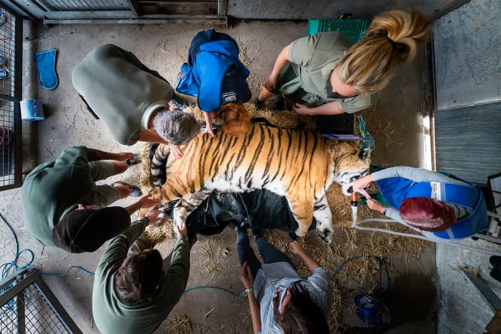 Vladimir, an Amur tiger, lies sedated during a procedure at Yorkshire Wildlife Park (Danny Lawson/PA)