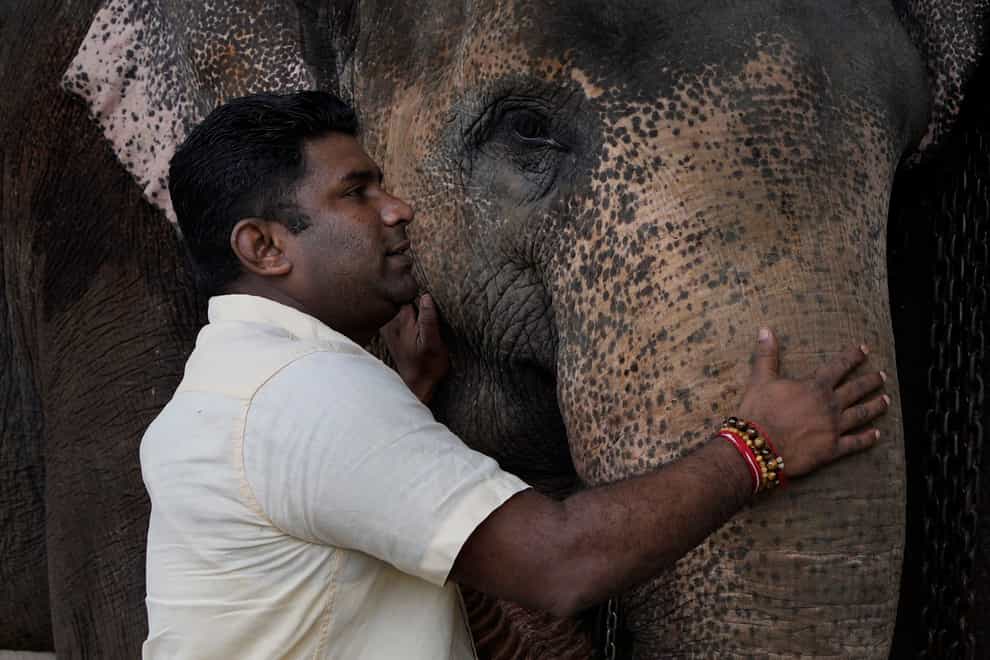 Sri Lankan elephant owner Niraj Roshan Samarakkodi pets his elephant at his home in Pannipitiya (Eranga Jayawardena/AP)