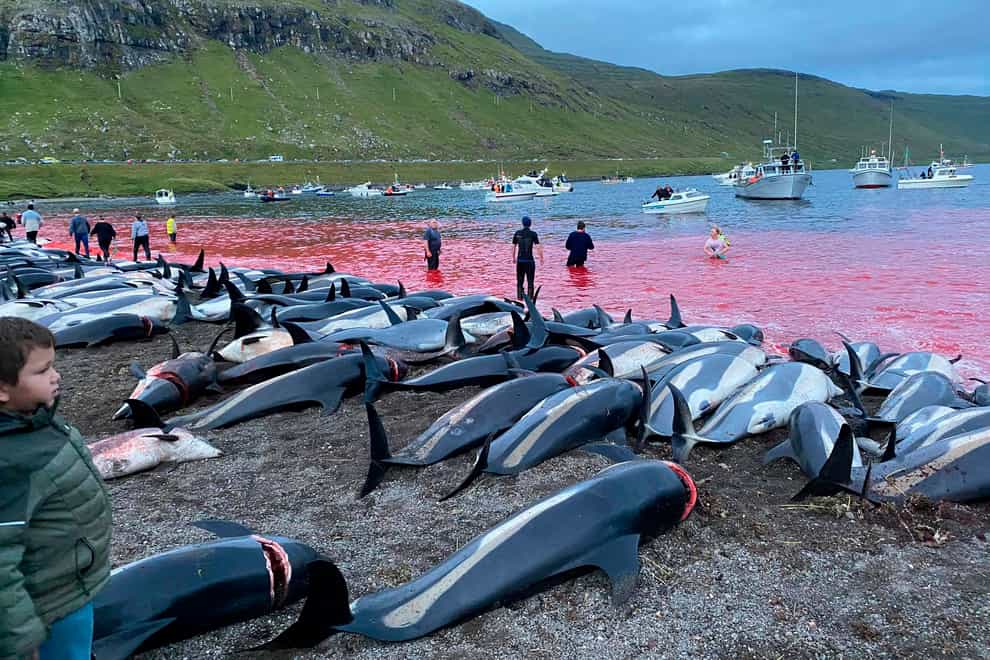 The carcasses of dead white-sided dolphins on the island of Eysturoy (Sea Shepherd/AP)