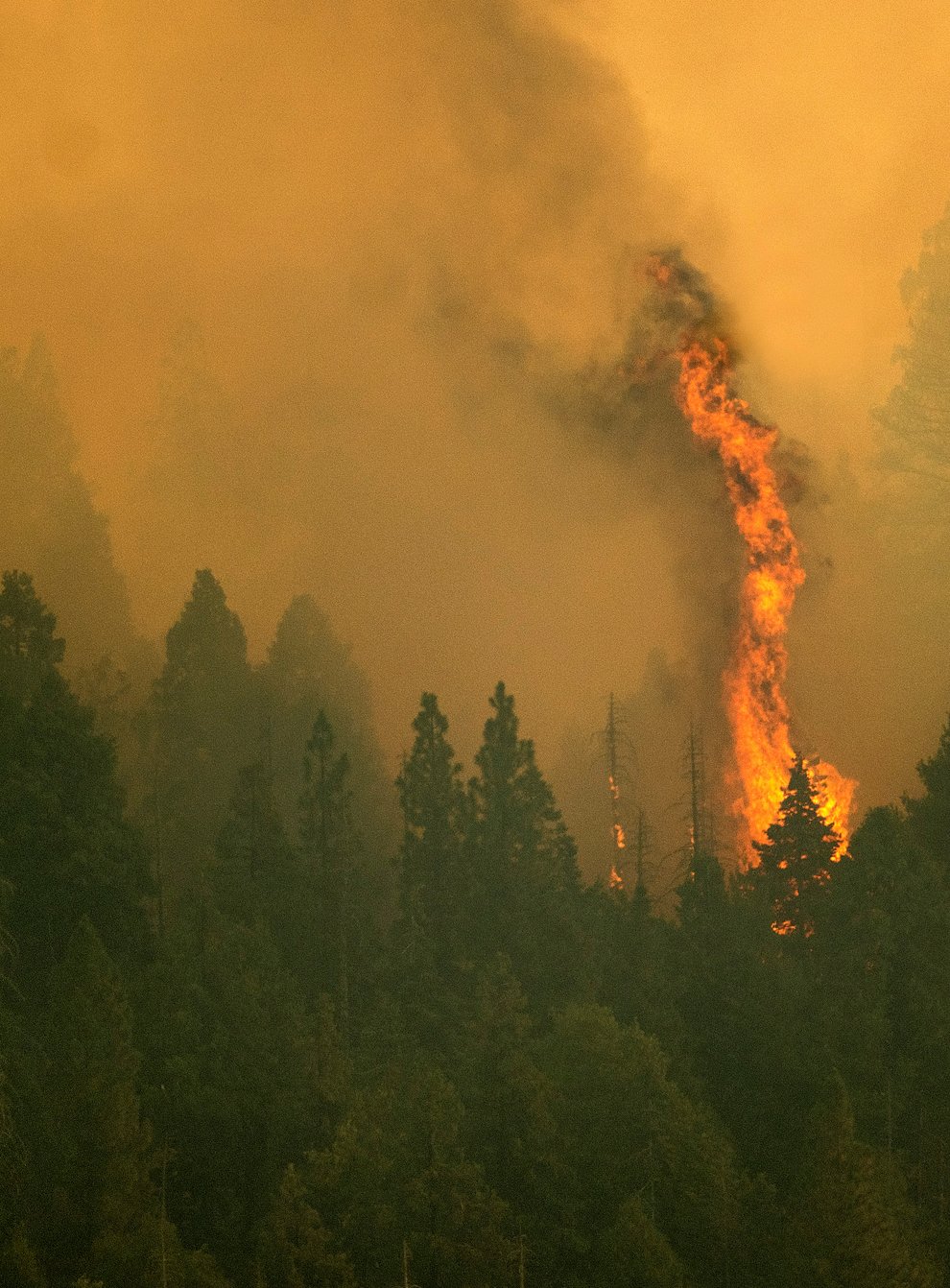 The Windy Fire in Sequoia National Forest, Californis (Noah Berger/AP)