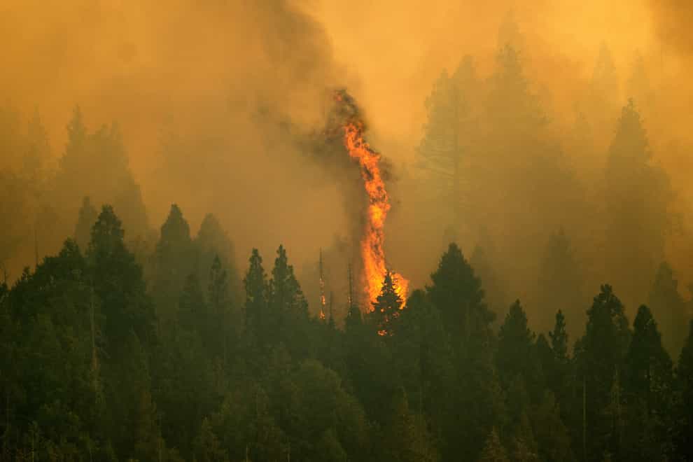 The Windy Fire in Sequoia National Forest, Californis (Noah Berger/AP)