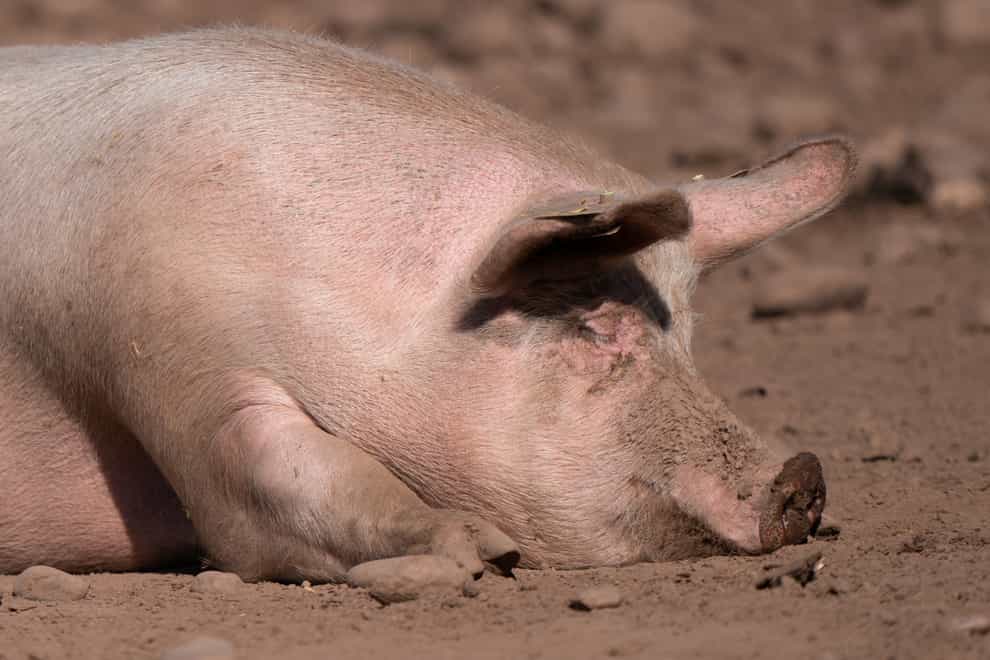 A pig on a farm (Joe Giddens/PA)