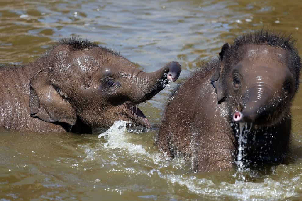 Older sisters better than older brothers for elephants, research suggests (Peter Byrne/PA)