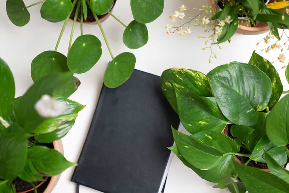 These plants are ideal for desks (Alamy/PA)