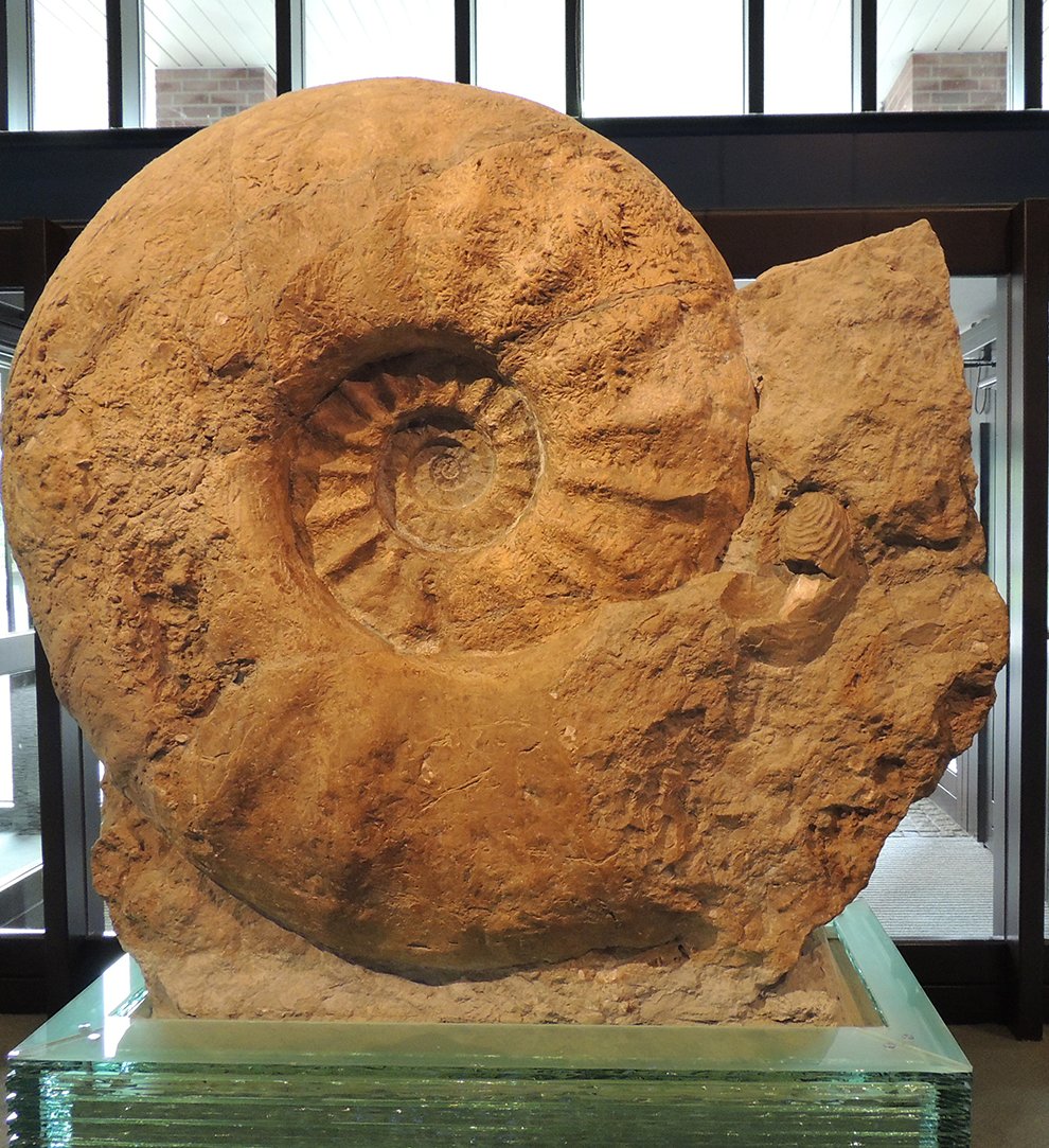 The largest ammonite specimen in the world housed in the Munster Natural History Museum, Germany (Christina Ifrim/PA)