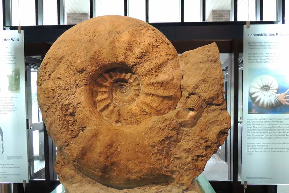 The largest ammonite specimen in the world housed in the Munster Natural History Museum, Germany (Christina Ifrim/PA)