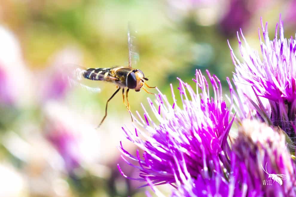 Hoverflies use a combination of the sun and their body clock to navigate when they fly south for the winter (Will Hawkes/University of Exeter/PA)