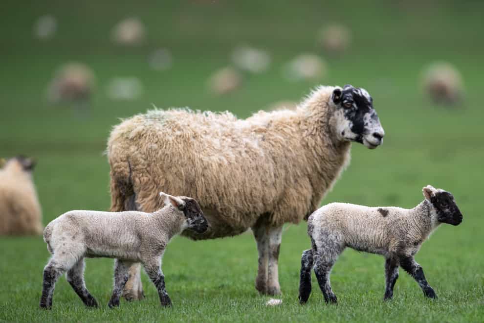 The US is lifting its ban on imports of British lamb (Joe Giddens/PA)