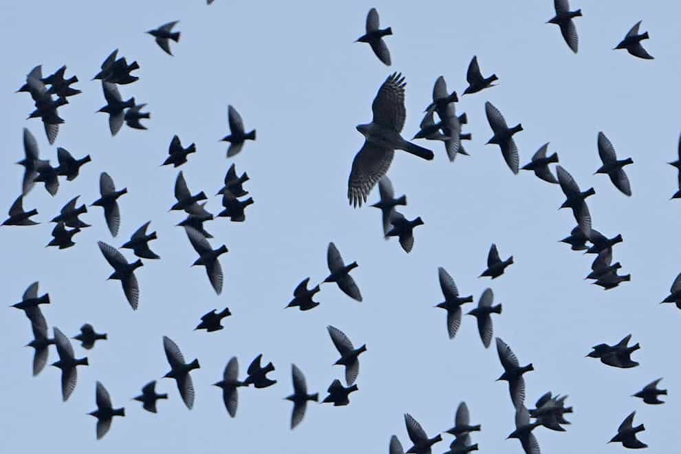 A sparrowhawk amongst a murmuration of starlings (PA)