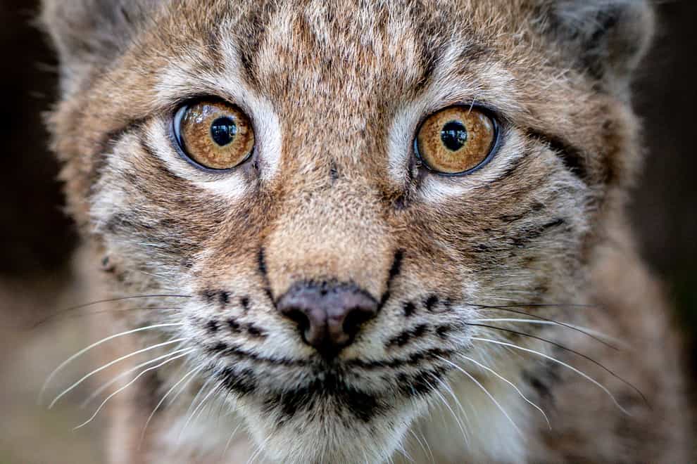 A four-month-old Lynx kitten explores its home in the Bear Wood exhibit at the Wild Place Project in Bristol (Ben Birchall/PA)