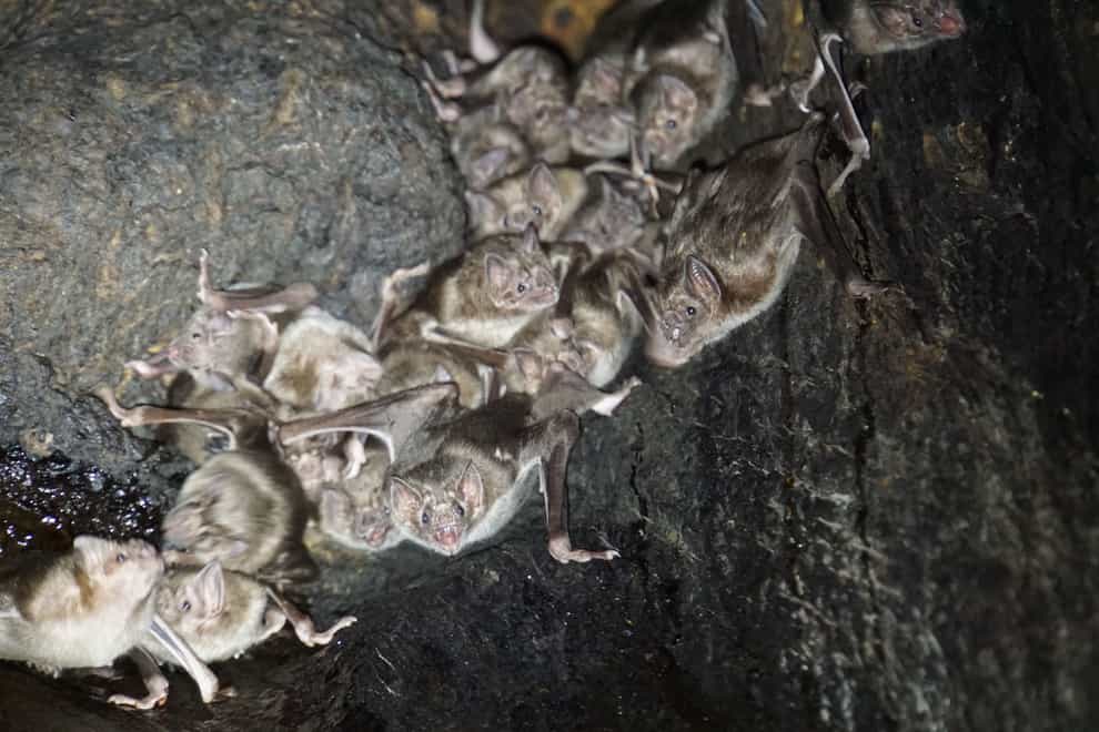 Vampire bats prefer to forage for blood with friends, research suggests (Simon Ripperger/The Ohio State University)