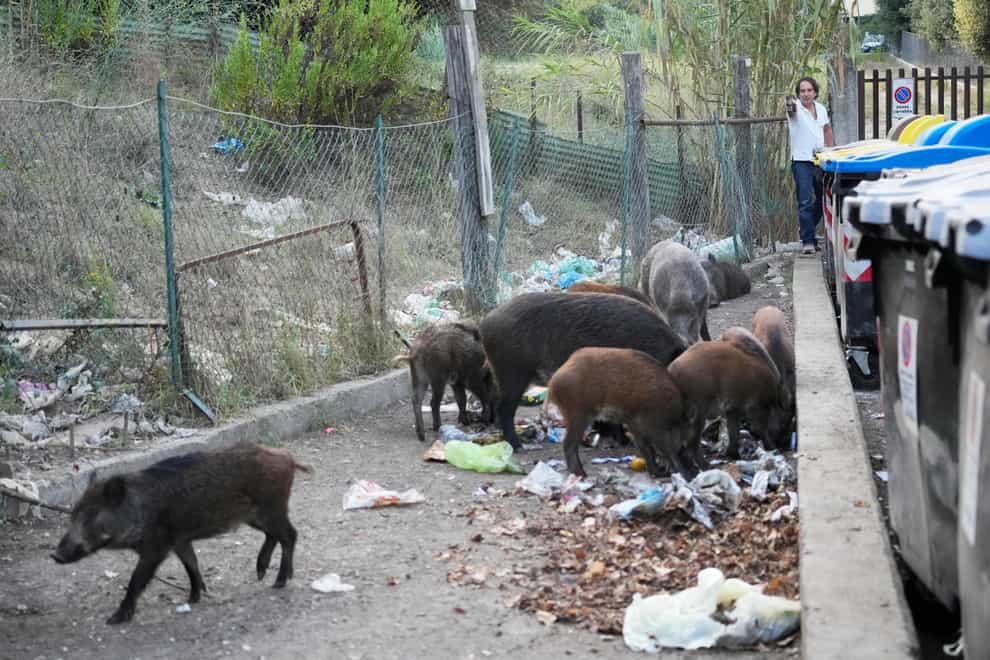 Rubbish bins have been a magnet for the wild boar (Gregorio Borgia/AP)
