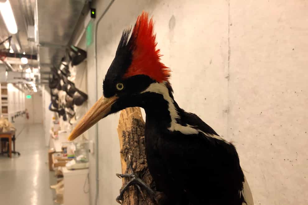 An ivory-billed woodpecker specimen on a display at the California Academy of Sciences (Haven Daley/AP)