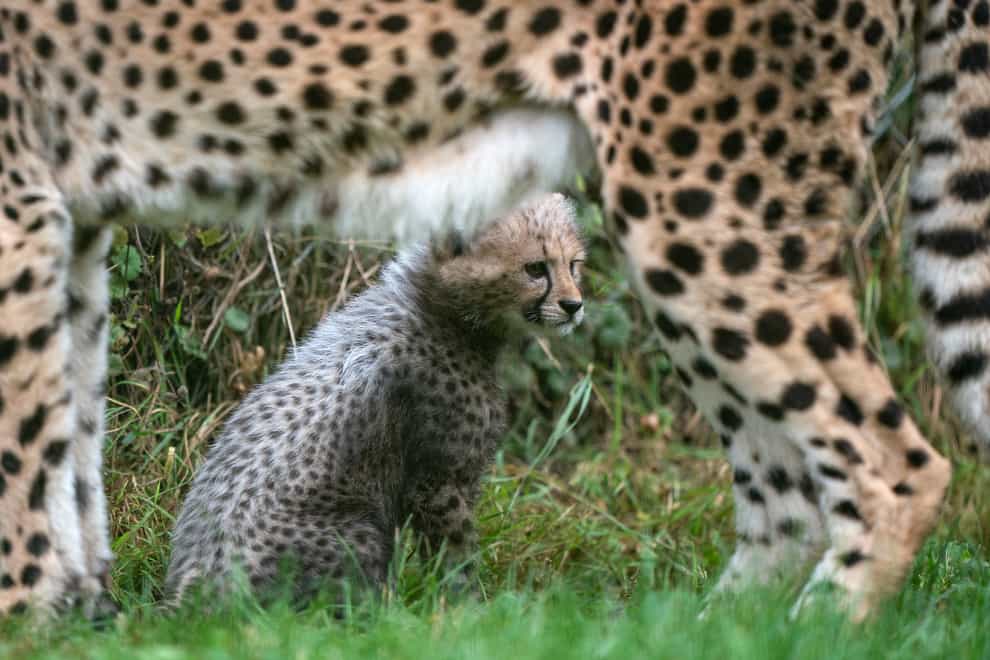 An 8-week-old cheetah cub, the first cub born at the park in ten years, explores her enclosure for the first time with her mother Kilima at Africa Alive in Suffolk. Picture date: Sunday October 3, 2021.
