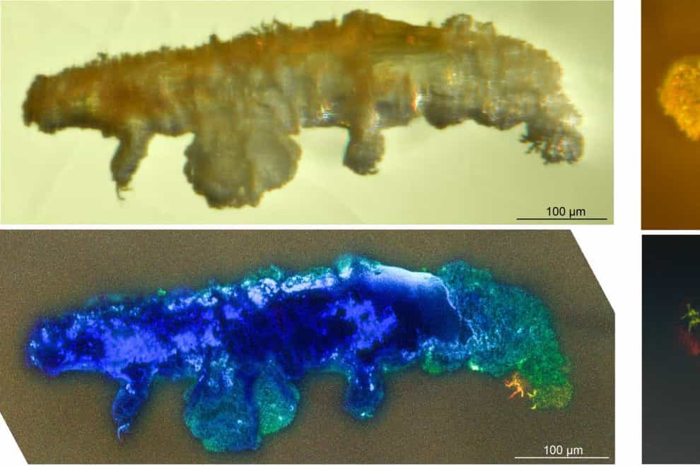 New tardigrade fossil found in 16 million-year-old amber (Marc Mapalo/Harvard University)