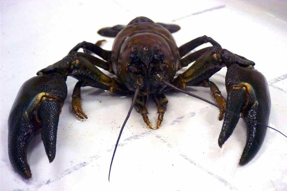 Crayfish and carp ‘among invasive species pushing lakes to ecosystem collapse’ (Environment Agency)