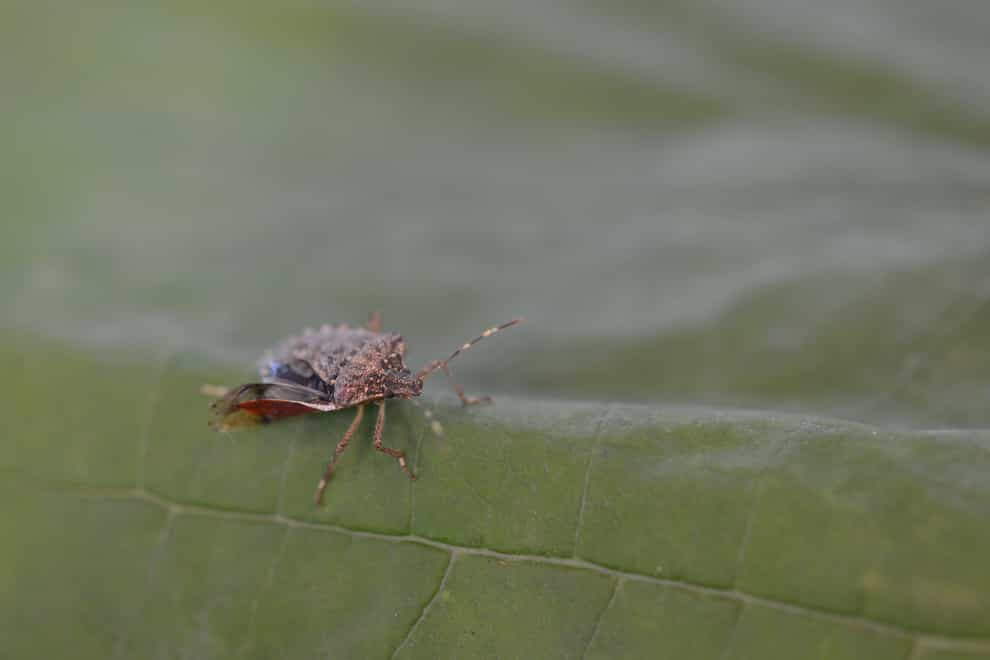 The brown marmorated stink bug was found at RHS Garden Wisley in Surrey (RHS/Fryni Drizou)