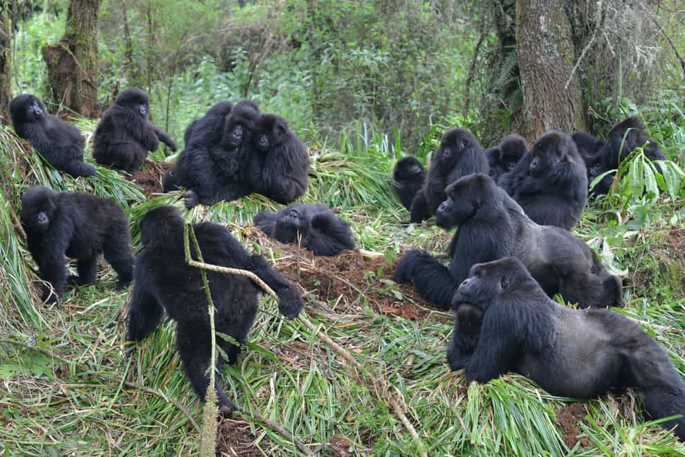 (Dian Fossey Gorilla Fund/PA)