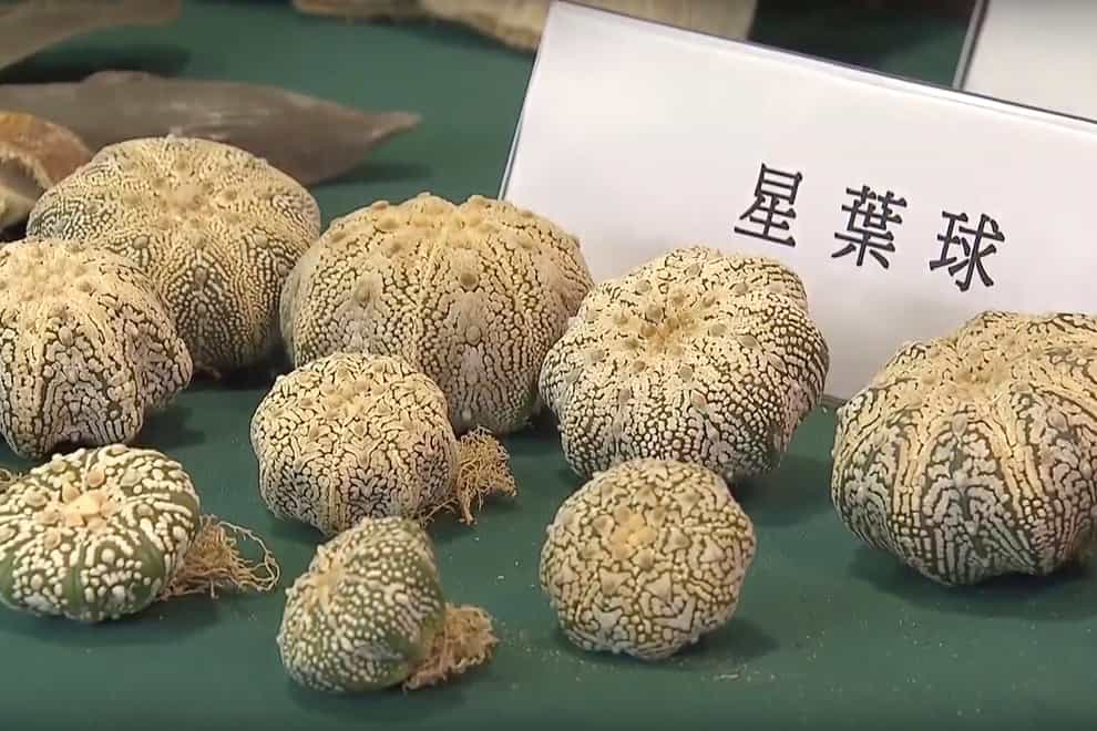 Endangered plants seized by Hong Kong Customs in an anti-smuggling operation (TVB via AP Video)
