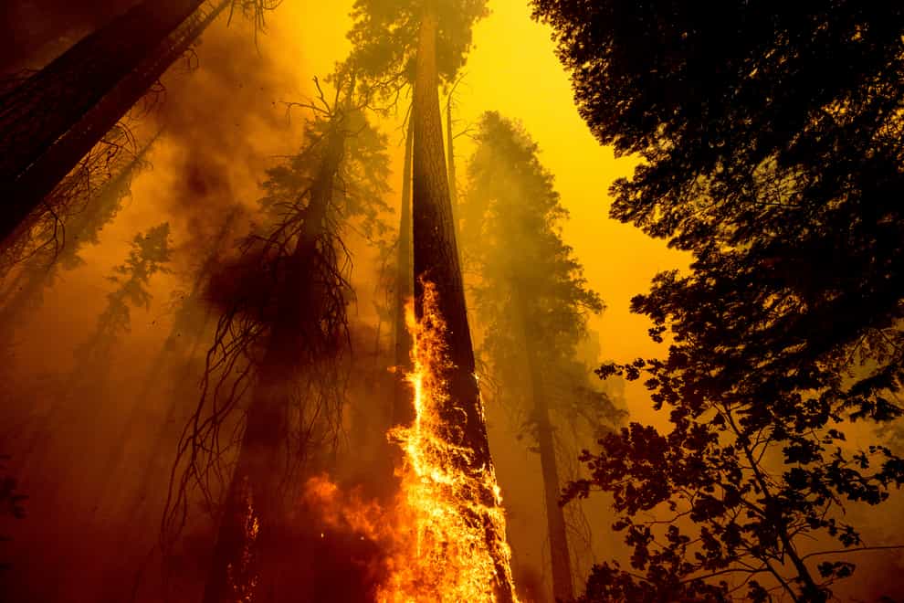 Flames burn up a giant tree as part of the Windy Fire in the Trail of 100 Giants grove in Sequoia National Forest (AP)