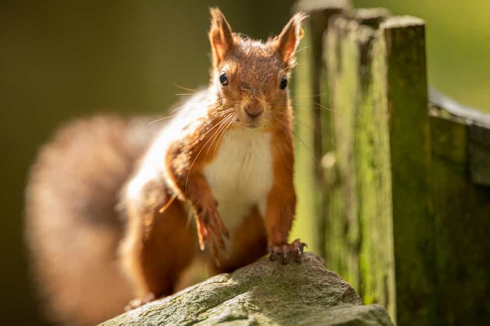 The UK has only 53% of its biodiversity left, with species such as the red squirrel in decline (Danny Lawson/PA)
