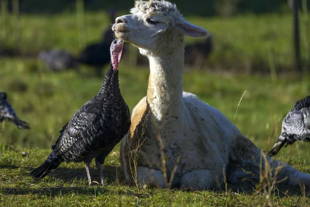Turkeys are guarded from foxes by alpacas at Copas Traditional Turkeys farm in Cookham, near Maidenhead (Steve Parsons/PA)