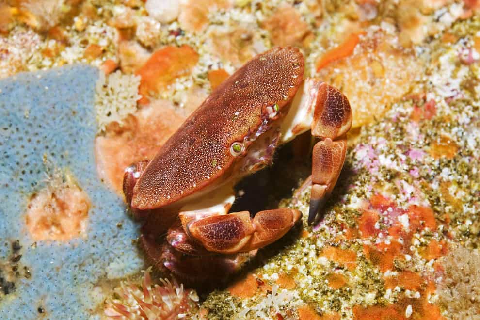 The cables affected the crabs’ behaviour, scientists found (Paul Kay/Natural England/PA)