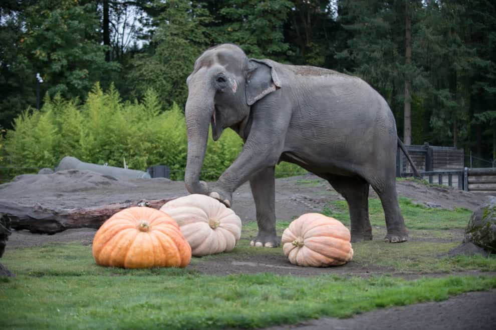 Elephants pulverize giant pumpkins at the Oregon Zoo’s annual Squishing of the Squash. (Oregon Zoo/photo by Shervin Hess)
