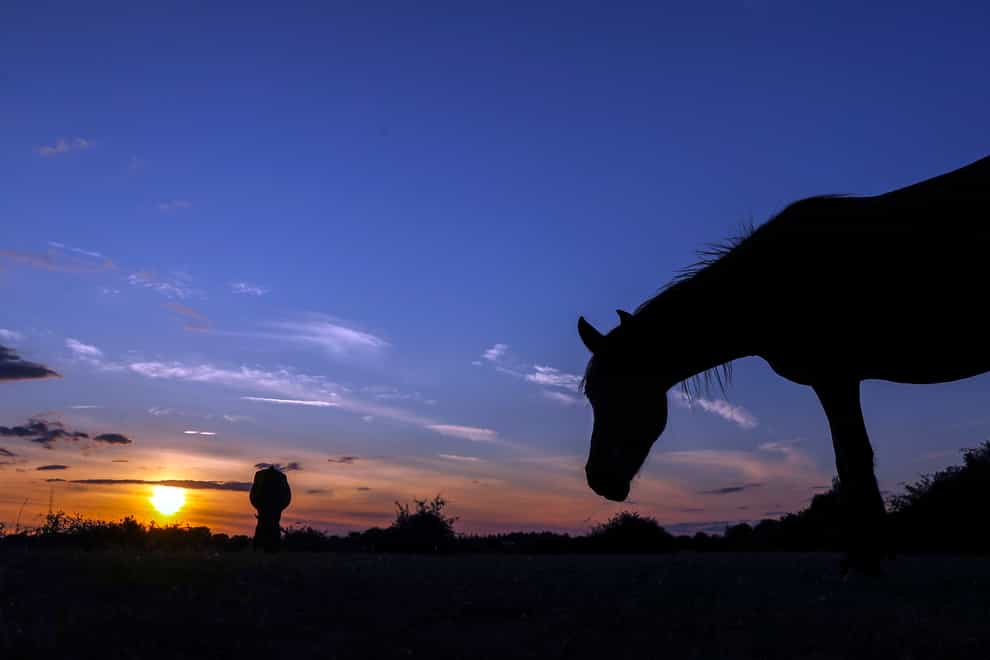 The domestic horse originated on the steppes of the Caucasus before spreading across Europe (Steve Parsons/PA)
