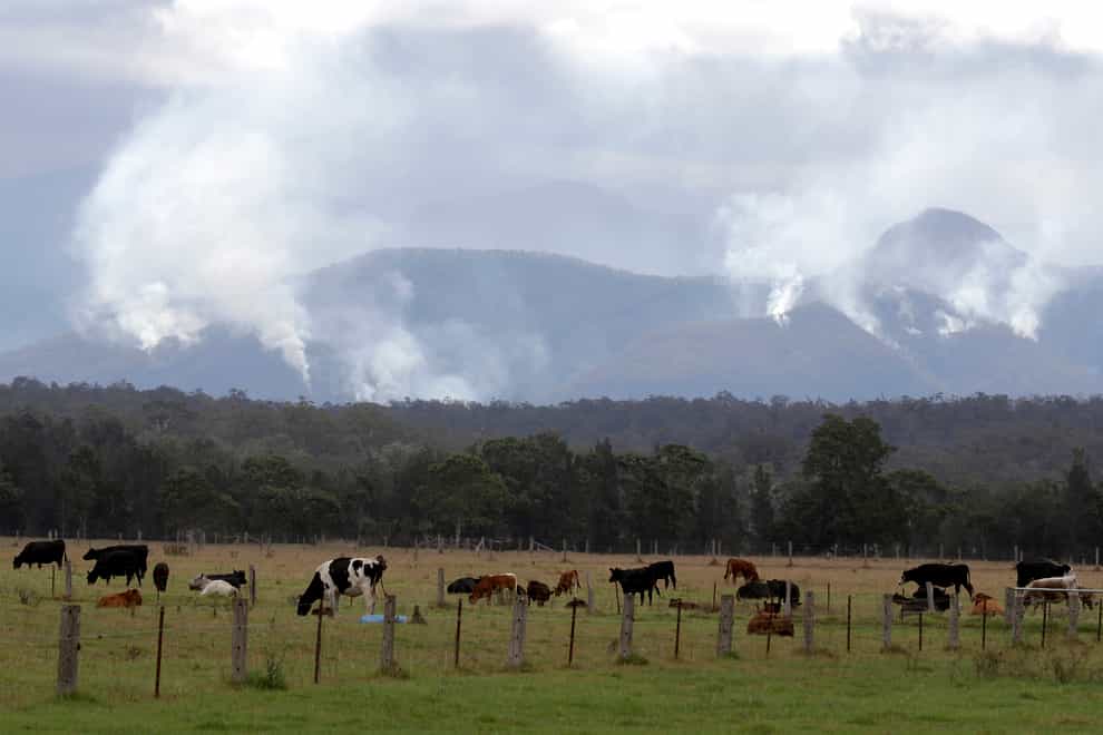 Cattle graze in a field as smoke rises from burning fires on mountains near Moruya, Australia (Rick Rycroft/AP)