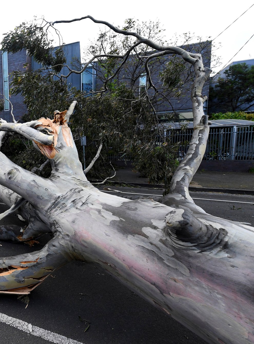 A fallen tree in a street in Melbourne, Australia (AAP/AP)
