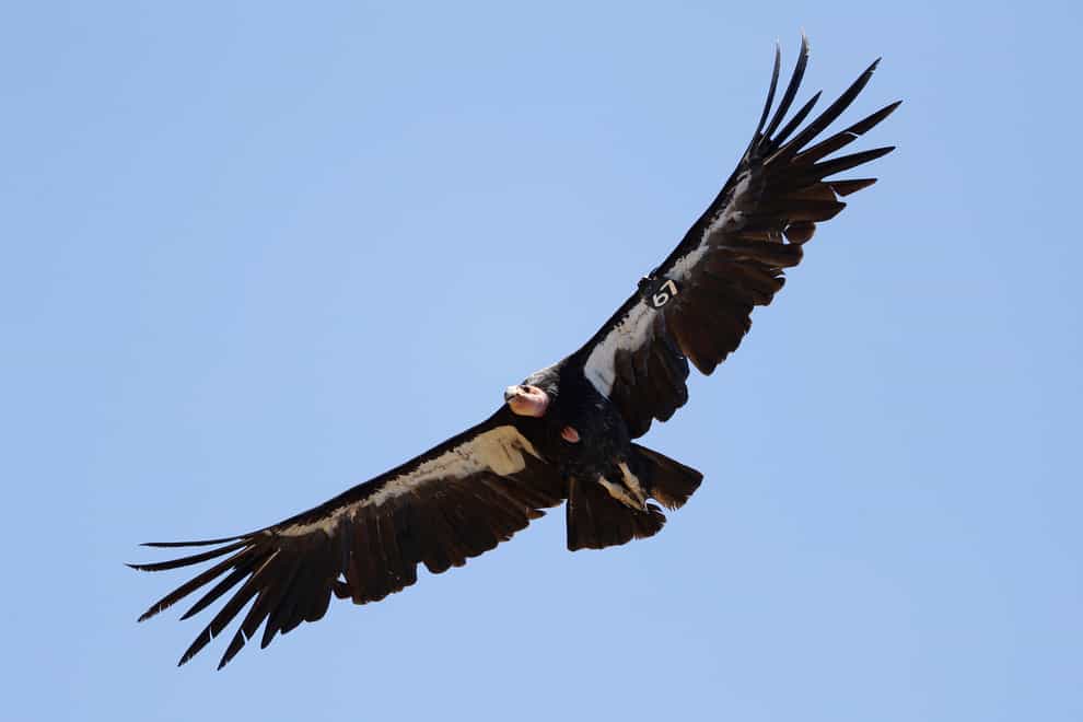 A California condor takes flight in the Ventana Wilderness east of Big Sur (AP)