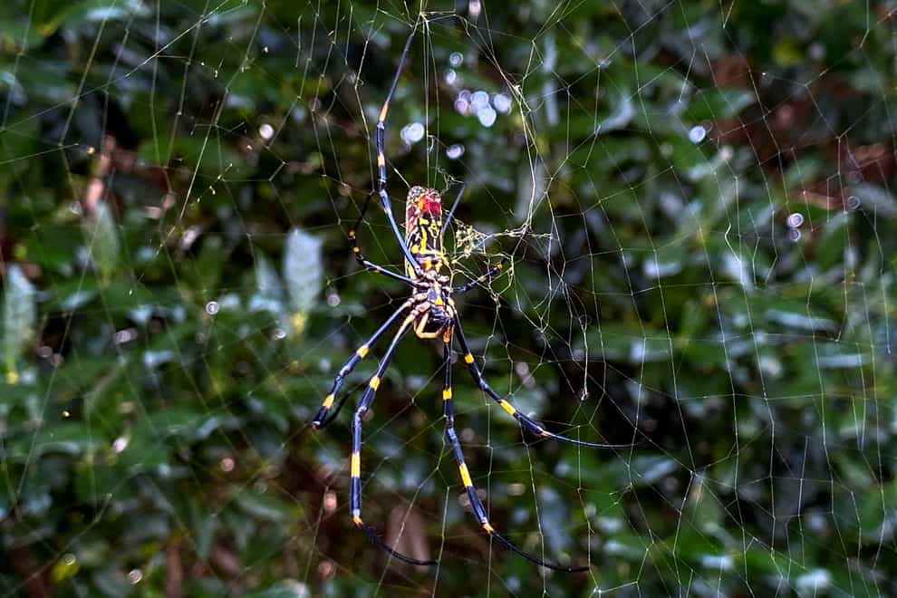 The joro spider, a large spider native to East Asia, has been invading parts of Georgia in the US (Alex Sanz/AP)