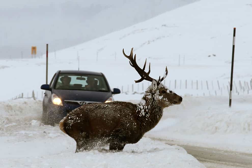 Drivers are being urged to be extra vigilant for deer on roads after the clocks go back on Sunday (Andrew Milligan/PA)