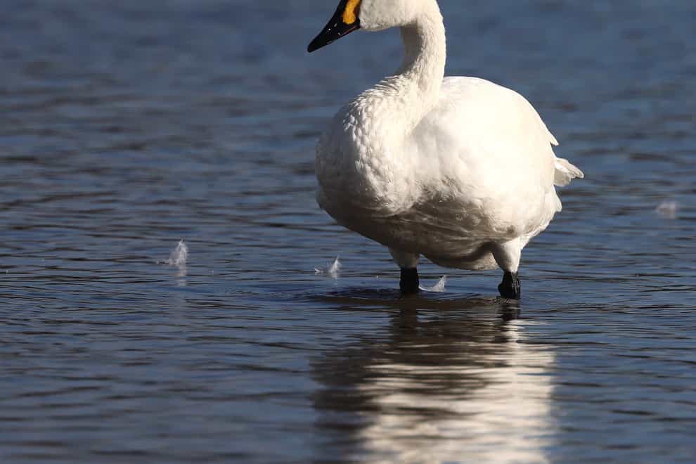 The first Bewick’s swan to arrive at Slimbridge this winter (Jonathan Mercer/Wildfowl & Wetlands Trust/PA)