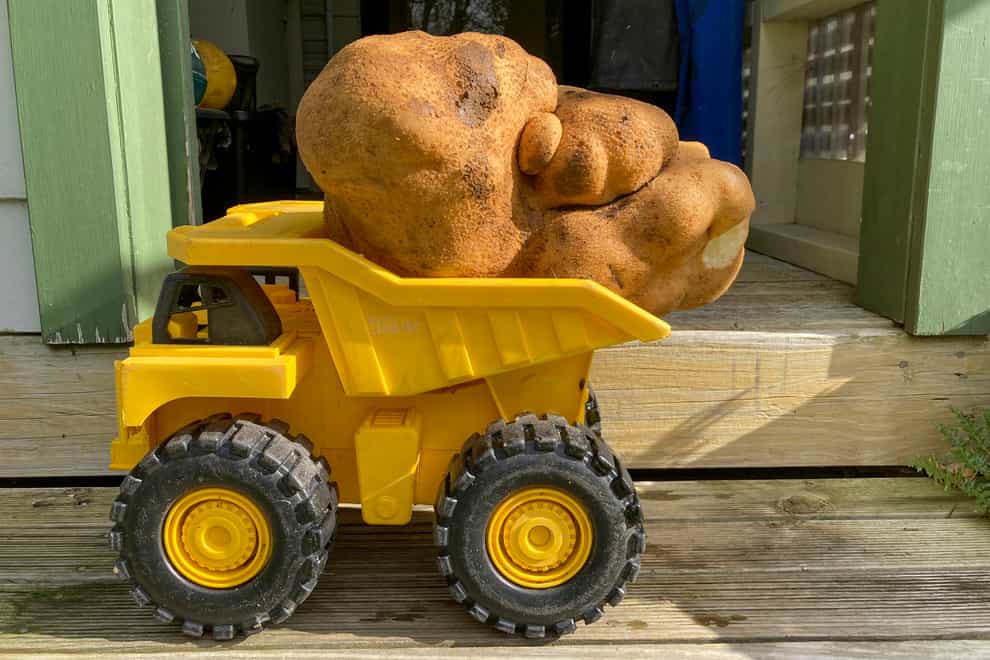 The large potato sits on a toy truck at Donna and Colin Craig-Brown’s home (Donna Craig-Brown via AP)