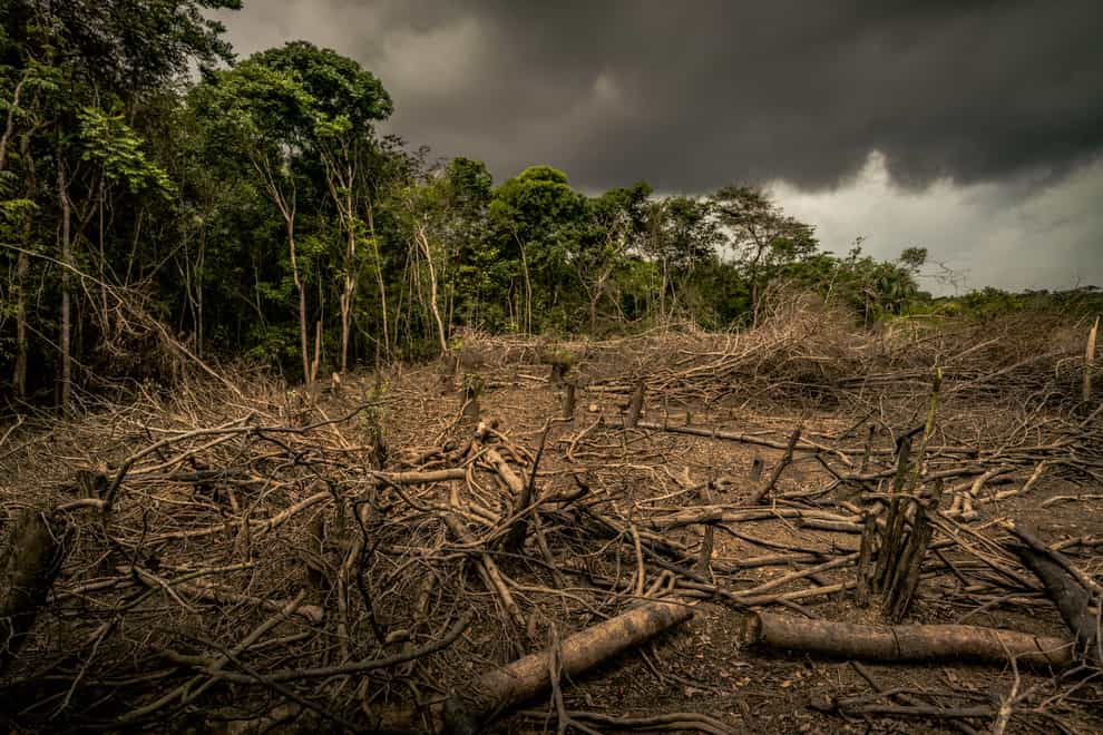 Deforestation harms global efforts to fight climate change (Luis Barreto/WWF/PA)