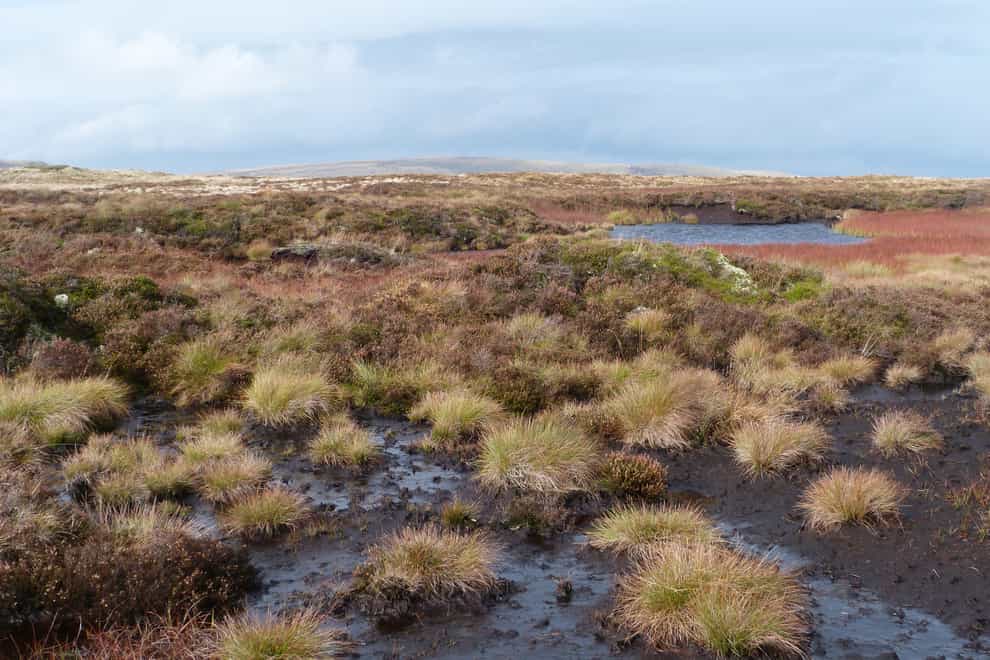 A peat bog in the Brecon Beacons (Corrinne Manning/National Trust)