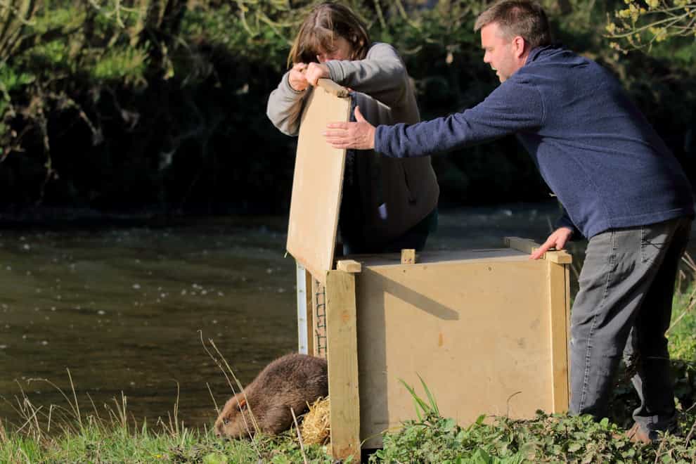 The Devon Wildlife Trust want beavers to be reintroduced throughout England (Mike Symes/Devon Wildlife Trust/PA)