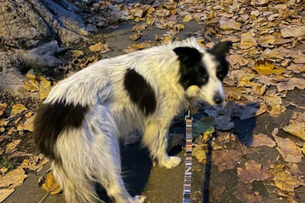 Cabbage was found by Friday evening when a man spotted four dogs left on the road in Park Royal (Rory Cellan-Jones/PA)