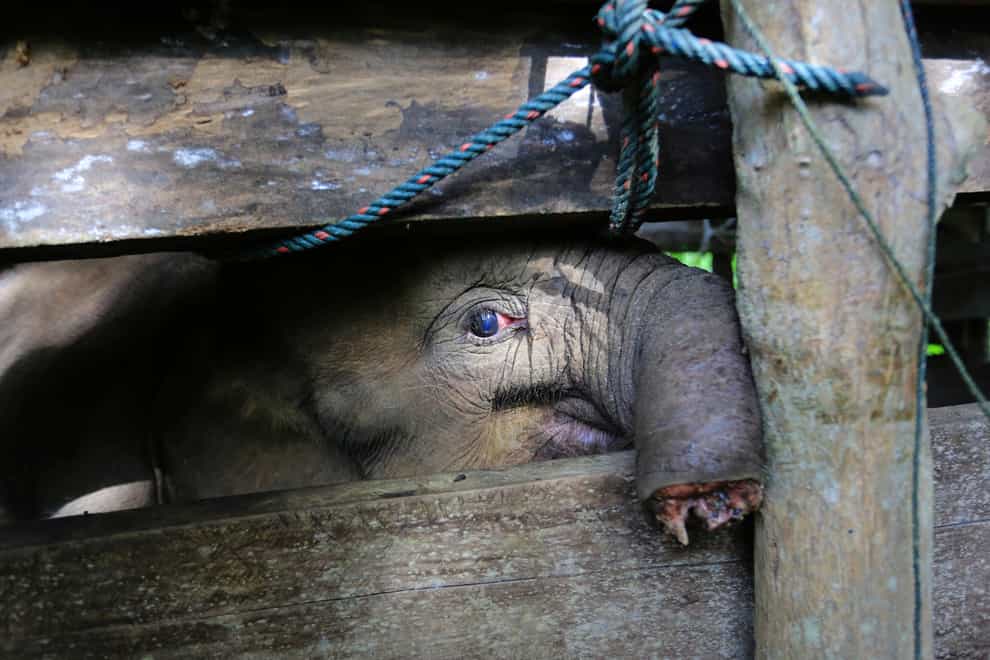 File – A Sumatran elephant calf that lost half of its trunk, is treated at an elephant conservation center in Saree, Aceh Besar, Indonesia, Monday, Nov. 15, 2021. The elephant died Tuesday after losing half her trunk to a trap set by poachers who prey on the endangered species, officials said, despite efforts to amputate and treat her wounds. (AP Photo/Munandar, File)