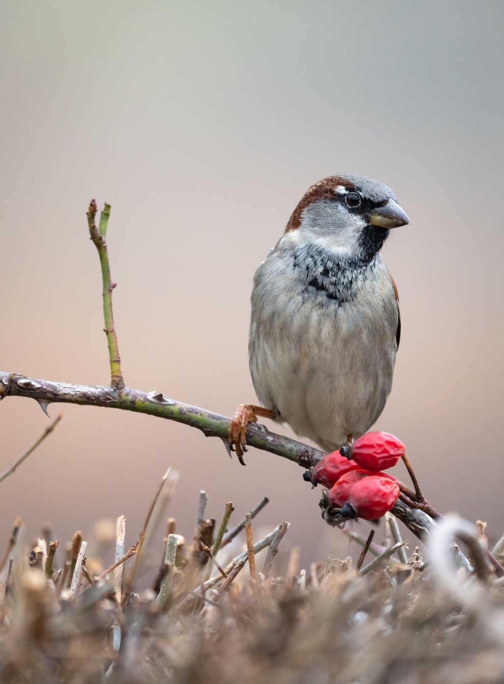 House Sparrow (Alamy/PA)