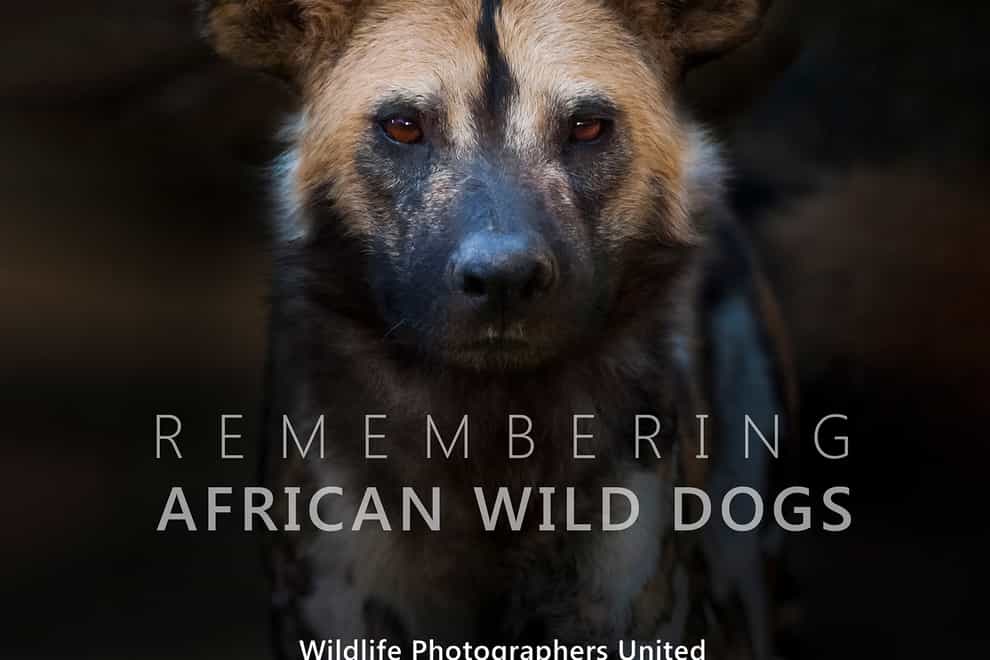 Remembering African Wild Dogs (PA)