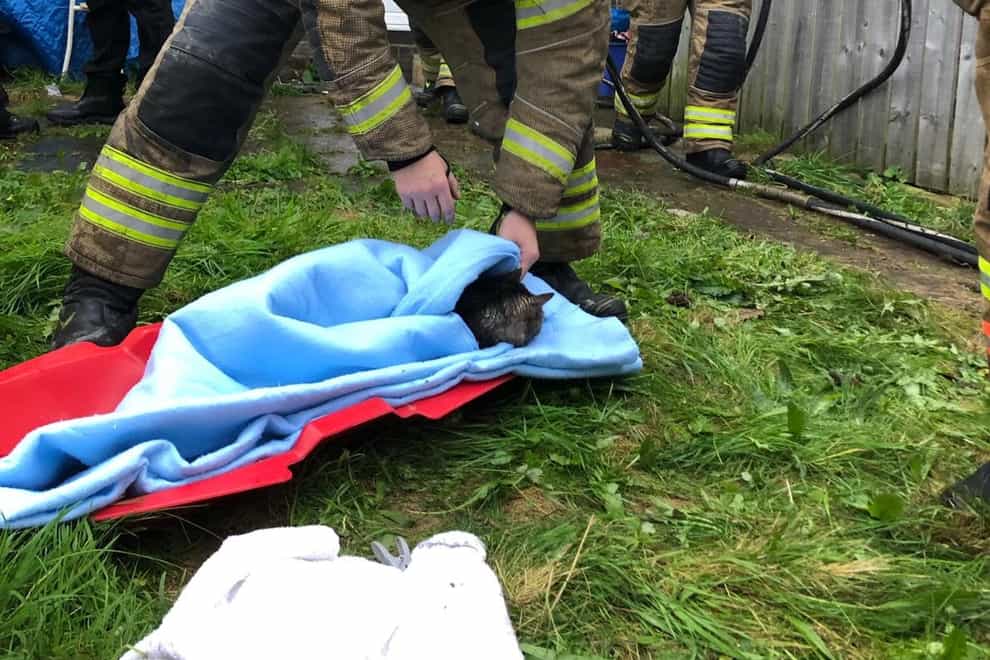 Firefighters revived a pet cat which they found unconscious in a burning house (PA)