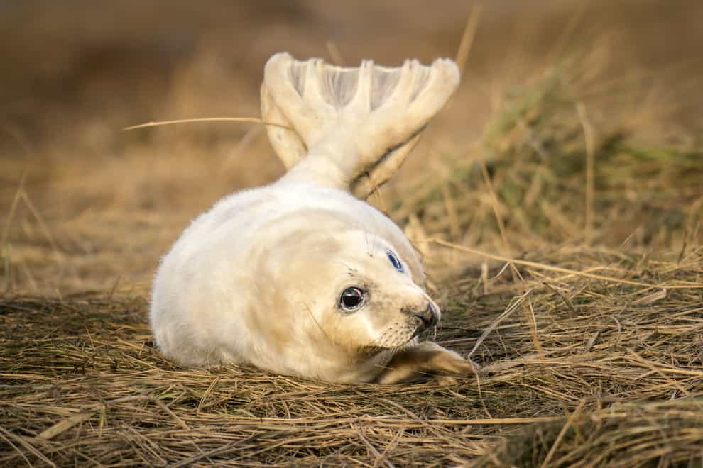 A baby seal pup at Donna Nook National Nature Reserve in Lincolnshire (Danny Lawson/PA)