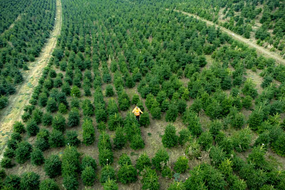 Forestry manager Paul Mather checks Christmas trees still growing in fields for size at the Yattendon estate in West Berkshire (eEn Birchall/PA)