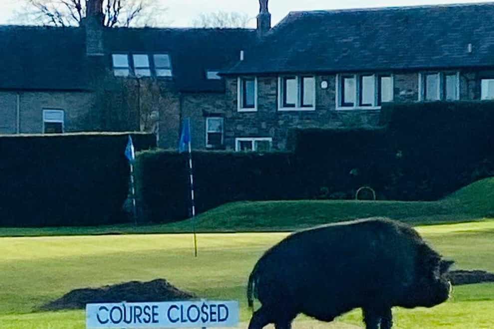 Two people have been injured after two pigs charged on to a golf course in West Yorkshire (David Mckidd/PA)