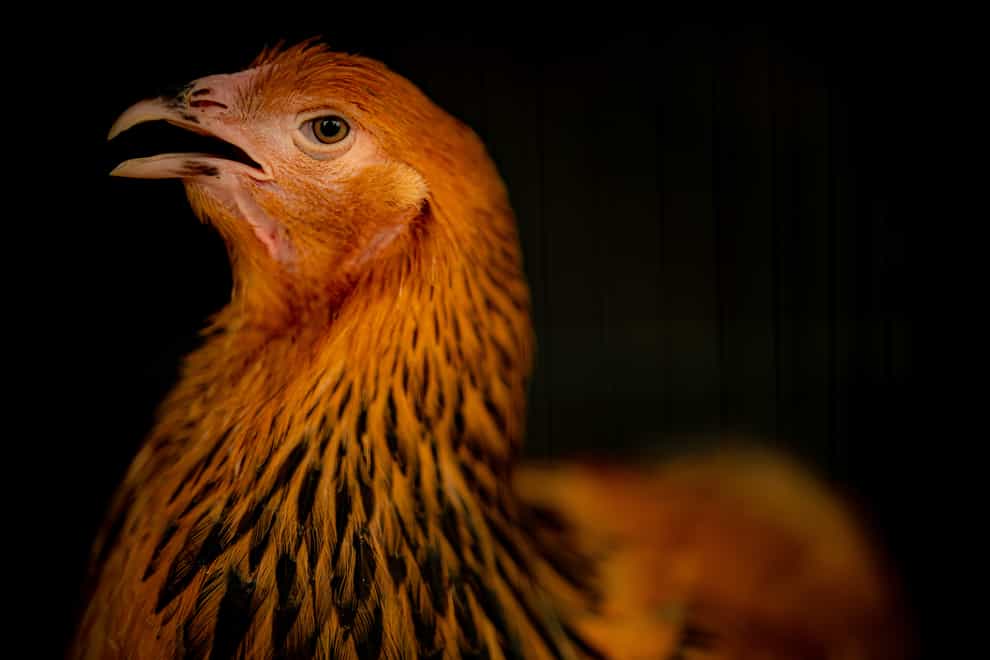 New housing measures to protect poultry and captive birds from bird flu are being introduced (Ben Birchall/PA)