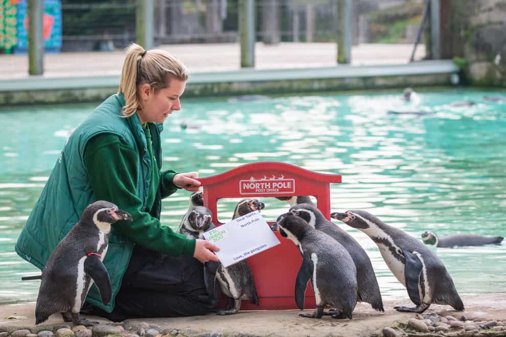 Penguins send their letter to Santa with keeper Jessica Jones (Zoological Society of London/PA)
