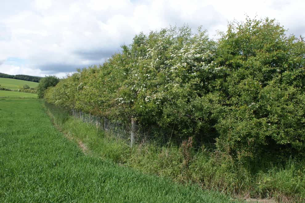 Thousands of miles of England’s wildlife-rich hedgerows could be under threat without urgent action to plug new gaps in farming policy, the RSPB has warned (Ian Francis/RSPB/PA)